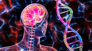 brain chemicals